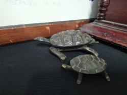 PİRİNÇ KAPLUMBAĞA KÜLLÜKLER