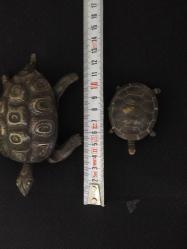 PİRİNÇ KAPLUMBAĞA KÜLLÜKLER