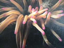 ÇİÇEK KARTPOSTALI-RENGARENK ÇİÇEKLERLE BEZENMİŞ KARTPOSTAL,KAPAKLI,ARKASINA YAZILMIŞ,RENKLİ, 12 X 16 CM EBADINDA