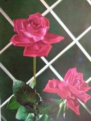 ÇİÇEK KARTPOSTALI-AŞKIN SEVGİNİN VE ROMANTİZMİN SİMGESİ GÜL,ARKASINA YAZILMIŞ,RENKLİ, 11 X 15 CM EBADINDA