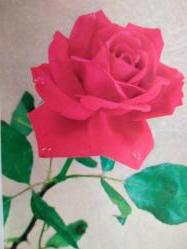 ÇİÇEK KARTPOSTALI-AŞKIN SEVGİNİN VE ROMANTİZMİN SİMGESİ GÜL,ARKASINA YAZILMIŞ,RENKLİ, 11 X 15 CM EBADINDA