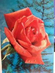 ÇİÇEK KARTPOSTALI-AŞKIN SEVGİNİN VE ROMANTİZMİN SİMGESİ GÜL,ARKASINA YAZILMIŞ,RENKLİ, 11 X 15 CM EBADINDA