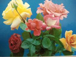 ÇİÇEK KARTPOSTALI-AŞKIN SEVGİNİN VE ROMANTİZMİN SİMGESİ GÜL,ARKASINA YAZILMIŞ,RENKLİ, 11 X 15 CM EBADINDA