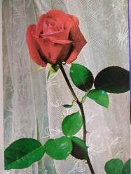 ÇİÇEK KARTPOSTALI-AŞKIN SEVGİNİN VE ROMANTİZMİN SİMGESİ GÜL,PULLU,ARKASINA YAZILMIŞ,RENKLİ, 11 X 15 CM EBADINDA