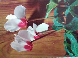 ÇİÇEK KARTPOSTALI-RENGARENK ÇİÇEKLERLE BEZENMİŞ KARTPOSTAL,ARKASINA YAZILMIŞ,RENKLİ, 11 X 15 CM EBADINDA