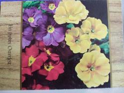 ÇİÇEK KARTPOSTALI-RENGARENK ÇİÇEKLERLE BEZENMİŞ KARTPOSTAL,ARKASINA YAZILMIŞ,RENKLİ, 11 X 15 CM EBADINDA