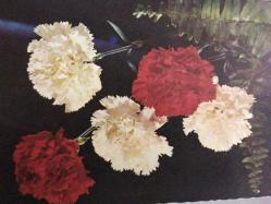 ÇİÇEK KARTPOSTALI-RENGARENK ÇİÇEKLERLE BEZENMİŞ KARTPOSTAL,ARKASINA YAZILMIŞ,RENKLİ, 11 X 15 CM EBADINDA