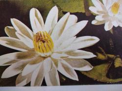 ÇİÇEK KARTPOSTALI-RENGARENK ÇİÇEKLERLE BEZENMİŞ KARTPOSTAL,KAPAKLI,ARKASINA YAZILMIŞ,RENKLİ, 10 X 14 CM EBADINDA