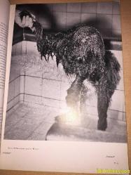 Photo Magazine : Juni 1954- München - Almanca Dergi (Buch und Photo - Man schreibt uns - Für den Filmfreund - Photo Spiegel - Kamera Blindheit - Berichte - Zwei Farbbilder - Armes Herz am Scheideweg - Idee und Photo - Wenn der Groschen fallt - Zehn Stunden vor zehn - Ein Trick der Natur - Ungewöhnliche Formate - Die Ausschnitt Vergröberung - Photos im Süden - Der Amateur von Rochester - 60 Jahre Gevaert - Das Standort Atelier - Es ging um Tulpen - Photobericht aus Australien ) Hafif Yıpranma ve Kesilmiş Kısımlar Mevcut