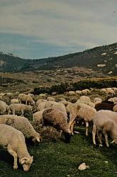 HAYVAN KARTPOSTALI-YEMYEŞİL ÇİMENLERDE OTLAYAN KOYUNLAR,ARKASINA YAZILMAMIŞ,RENKLİ, 11 X 15 CM EBADINDA