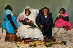 Efemera - HAYVAN KARTPOSTALI-GELİNLİK VE DAMATLIK GİYMİŞ MAYMUNLAR,ARKASINA YAZILMIŞ,RENKLİ, 11 X 15 CM EBADINDA - kitantik - kitaLog