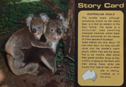 HAYVAN KARTPOSTALI-HİKAYE KARTI AVUSTRALYA'DAN KOALA,ARKASINA YAZILMAMIŞ,RENKLİ, 11 X 15 CM EBADINDA