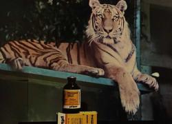 HAYVAN KARTPOSTALI-BENGAY KAPLANI,ARKASINA YAZILMAMIŞ,RENKLİ, 11 X 15 CM EBADINDA