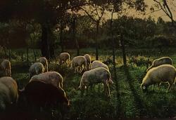 HAYVAN KARTPOSTALI-YEMYEŞİL ÇİMENLERDE OTLAYAN KOYUN SÜRÜSÜ,ARKASINA YAZILMIŞ,RENKLİ, 11 X 15 CM EBADINDA