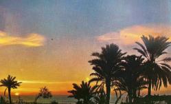 GÜNBATIMINDA DENİZ VE PALMİYE AĞAÇLARI MANZARASI KARTPOSTALI,ARKASINA YAZILMAMIŞ,RENKLİ,11 X 15 CM EBADINDA