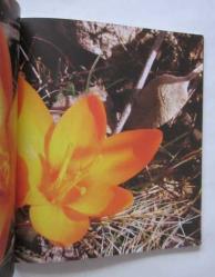 Ankara Çiğdemi / Crocus Ancyrensis