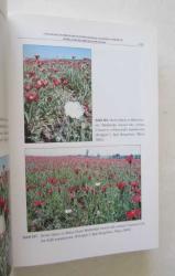 Gölbaşı Mogan Gölü Andezit Taşı Centaurea Tchihatcheffii