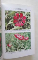 Gölbaşı Mogan Gölü Andezit Taşı Centaurea Tchihatcheffii