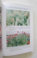 Ankara - Gölbaşı Sevgi Çiçeği, Centaurea Tchihatcheffii