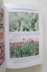 Ankara - Gölbaşı Sevgi Çiçeği, Centaurea Tchihatcheffii