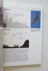 The Birds Around Us / A Full-Color Guide to attracting, Observing, Identifying, and Photographic Birds