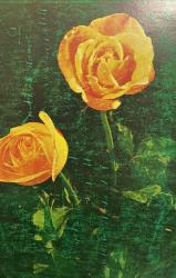 AŞKIN SEVGİNİN VE ROMANTİZMİN SİMGESİ GÜL KARTPOSTALI,ARKASINA YAZILMIŞ,RENKLİ, 11 X 15 CM EBADINDA