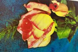 AŞKIN SEVGİNİN VE ROMANTİZMİN SİMGESİ GÜL KARTPOSTALI,ARKASINA YAZILMIŞ,RENKLİ, 11 X 15 CM EBADINDA