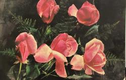 AŞKIN SEVGİNİN VE ROMATİZMİN SİMGESİ GÜL KARTPOSTALI,ARKASINA YAZILMAMIŞ,RENKLİ, 11 X 15 CM EBADINDA