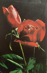 AŞKIN SEVGİNİN VE ROMATİZMİN SİMGESİ GÜL KARTPOSTALI,ARKASINA YAZILMAMIŞ,RENKLİ, 11 X 15 CM EBADINDA