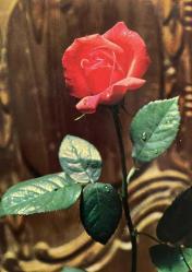 AŞKIN SEVGİNİN VE ROMATİZMİN SİMGESİ GÜL KARTPOSTALI,ARKASINA YAZILMAMIŞ,RENKLİ, 11 X 15 CM EBADINDA