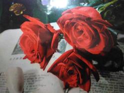 AŞKIN SEVGİNİN VE ROMANTİZMİN SİMGESİ GÜL KARTPOSTALI,ARKASINA YAZILMIŞ,RENKLİ, 11 X 15 CM EBADINDA