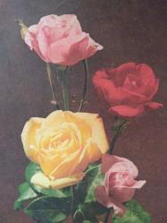 AŞKIN SEVGİNİN VE ROMANTİZMİN SİMGESİ GÜL KARTPOSTALI,ARKASINA YAZILMAMIŞ,PULLU,RENKLİ, 11 X 15 CM EBADINDA