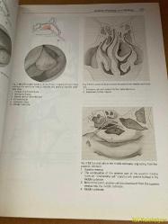 HEAD AND NECK SURGERY - VOLUME 1 FACE , NOSE AND FACİAL SKULL / PART II - H.H. NAUMANN / J. HELMS / C. HERBERHOLD / R.A. JAHRSDOERFER / E.R. KASTENBAUER / W.R. PANJE / M.E. TARDY JR - GEORG THİEME VERLAG - İNGİLİZCE KİTAP (BAŞ BOYUN CERRAHİSİ - CİLT 1 / BÖLÜM II)