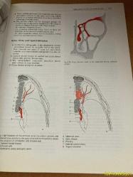 HEAD AND NECK SURGERY - VOLUME 1 FACE , NOSE AND FACİAL SKULL / PART II - H.H. NAUMANN / J. HELMS / C. HERBERHOLD / R.A. JAHRSDOERFER / E.R. KASTENBAUER / W.R. PANJE / M.E. TARDY JR - GEORG THİEME VERLAG - İNGİLİZCE KİTAP (BAŞ BOYUN CERRAHİSİ - CİLT 1 / BÖLÜM II)