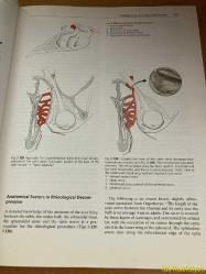 HEAD AND NECK SURGERY - VOLUME 1 FACE , NOSE AND FACİAL SKULL / PART II - H.H. NAUMANN / J. HELMS / C. HERBERHOLD / R.A. JAHRSDOERFER / E.R. KASTENBAUER / W.R. PANJE / M.E. TARDY JR - GEORG THİEME VERLAG - İNGİLİZCE KİTAP (BAŞ BOYUN CERRAHİSİ - CİLT 1 / BÖLÜM II)