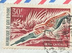 COTE D'IVOIRE - Fildişi Sahili Pulu - Mektup Zarfından Kesilmiş  / Postadan Geçmiş Pul Filateli - Damgalı - CENA CAPENSIS, 30F - YABANCI PULLAR