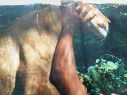 TARZAN (ARZAN IL RE DELLA GIUNGLA - Tarzán en la gruta del oro) 1969, İTALYANCA FİLM AFİŞİ / POSTERİ - BÜYÜK BOY - ORİJİNAL - 66 X 46 cm EBADINDA - Original Turkish Big Size Movie Poster - Manuel Caño, Umberto Lenzi, Santiago Moncada, Joaquín Luis Romero Marchent, Steve Hawkes, Kitty Swan, 	Krista Nell, Ugo Sasso, Jesús Puente, Luis Marín, Fernando Sancho, Raf Baldassarre, Antonio Casas, TITANUS