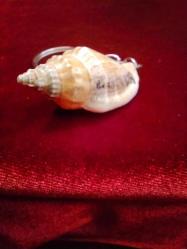 ANAHTARLIK DOĞAL DENİZ KABUĞU CUNDA ADASINA AİT  ANAHTARLIK 824