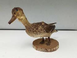 Eskilerden Tahnit Yapılmış Dekoratif Yaban Ördeği