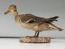 Eskilerden Tahnit Yapılmış Dekoratif Yaban Ördeği