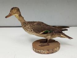 Eskilerden Tahnit Yapılmış Dekoratif Yaban Ördeği