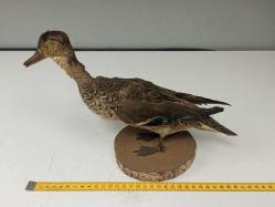 Eskilerden Tahnit Yapılmış Dekoratif Yaban Ördeği