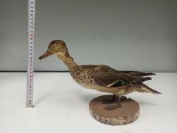 Eskilerden Tahnit Yapılmış Dekoratif Yaban Ördeği