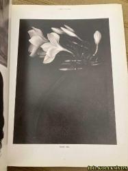 GRAPHİS / NUMBER 293 / SEPTEMBER-OCTOBER 1994 / İNGİLİZCE DERGİ (WARİS , ALBERT WATSON / CONTRİBUTORS COLUMN / BOOK REVİEWS / NEWS & NOTES / THE PARADOX OF SUCCESS - BİLL DUNK / İNFOSCAPE : AESTHETİC PROSTHETİC - FROGDESİGN / THE INCOMPARABLE ALBERT WATSON - RİTA D. JACOBS / WHY NOT ASSOCİATES : THE PARADOX OF A UK DESİGN FİRM - HUGH ALDERSEY WİLLİAMS / HENRY WOLF : THE VİSUAL THİNKER - MİCHAEL KAPLAN / TROND NORDAHL : NORWEGİAN CHAMELEON - FRODE KAAFJELD / KNOPF BOOK DESİGN - THE ART OF THE BORZOİ - ERİC BAKER)