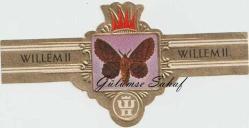 Puro Etiketi: Garoopacha quercifolia, Willem II