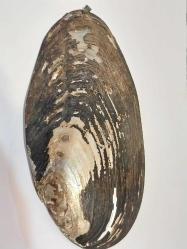 GERÇEK DENİZ KABUĞU İÇİNDE, SANATÇI İMZALI, PİRİNÇ TERMOMETRELİ ÇAPA..Dekorluk, Koleksiyonluk..  Yükseklik: 21 Cm.Genislik: 11 Cm.