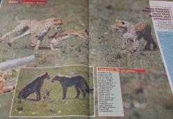 STAR DERGİSİ-STAR-4 EKİM-1992-YIL:1-SAYI:51-1992-KAPAK-FOTOĞRAF-RÖPORTAJ-MAGAZİN-SOSYETE-TARİH-BELGESEL-ASTROLOJİ-LIFESTYLE-ABHAZYA-KADINLAR-DÜNYANIN ÇATISI-ÜLKE-TİBET-ALÜMİNYUM-LEOPAR-AV DERSİ-YAVRU-EFSANE-SAVAŞ-PİLOT-AYA GİDECEK İLK TÜRK-LUSCIOUS LISA-HİNT-FAKİR-ÇAĞDAŞ-BARBARLIK-KAFDAĞI-ALZHEIMER-BİLİM ADAMLARI-CANLI BOMBA-KAMIKAZELER-İNTİHAR PİLOTLARI-DELİ HALİT PAŞA-KU KONG-ÇİN LOKANTASI-KASIM GÜLEK-NİLÜFER GÜLEK-LABİRENT-KRAL-ALEX CHAMPION