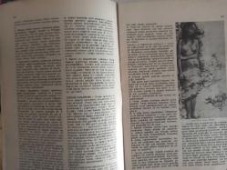 Eros Cinsel Bilim Ansiklopedisi Dergisi - Sayı:11 - 19 Mayıs 1970 - Çift Cinsiyet - Çiftleşme - Çin ve Cinsellik - Çocuk Anormallikleri - 7. Yüzyıla Ait Bir Çin Minyatürü fotoğrafı - Çocuk Düşürme - Jean Pierre Alaux Fotoğrafı - Çocuk Ekleri - Çocuk Evlilikleri - Colombotto Rosso Filmi - Çocuk Fahişeliği - Çocuklarda Cinsel Yaşam - Felicien Rops fotoğrafı - Henri Matisse ''Süslü Fon Üzerindeki Göz Alıcı Şekil'' fotoğrafı - Çocukların Cinsel Eğitimi - Nasıl Bebek Oldunuz - Tohum ve Yumurta - Çocukların Büyümesi - Çiçek Tozu, İnsan Tohumu - Kurbağanın Oluşumu fotoğrafı - Yumurtadan Bebeğ - İpek Böceğinin Oluşumu fotoğraf ve haberi - Tam Takım Dergi