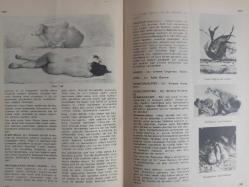 Eros Cinsel Bilim Ansiklopedisi Dergisi - Sayı:21 - 28 Temmuz 1970 - Hadım Etmek, Hadım Olmak - Hadımlık Kompleksi - Alfred Adler - Carl Jung - Melenie Klein - Hamamcı Olmak - Harem - Felix Labisse - Haremağası - Hassas Bölgeler - Hastalık Hastalığı - Theodore Chasseriau ''Ester Tuvalet Yapıyor'' fotoğrafı - Renklerin Raksı - Haşhaş - Haya - Hayali Gebelik - Hayvan Ayaklı Adam - Hayvanlarla Cinsel Birleşme - Hayvanlarda Cinsel Yaşam - Hazne - Hazcılık - HMG - Hematokolpos - Hematometra - Hermafrodit - Kurbağaların Cinsel Birleşmesi - Salyangozların Cinsel Birleşmesi - Herpes Genitalis ve Herpes Gestationis - Heteroseksüel - Heykelseviciliği - Hidrosel - Hierodul - Himen Karünkülü - Hindistan ve Cinsellik - Jane Fonda fotoğraf ve haberi - Tam Takım Dergi