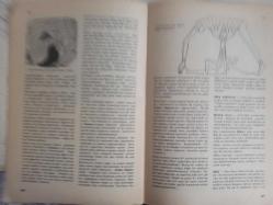 Eros Cinsel Bilim Ansiklopedisi Dergisi - Sayı:31 - 6 Ekim 1970 - Masaj - Theodor Van de Velde - William Masters - Mastürbasyon - Mazohizm - Medeni Nikah - Melezler - Meme - Menapoz - Meni - Meni Gelmesi (Uykuda, Erken ve Geç) - Menoroji - Messalina - Metres - Mısır - Mika Ameliyatı - Miller - Misk - Misoginya - Misopediya - Miyometrium - Model - Ressam ve Modeli - Fotomodel - Amadeo Modigliani - Beatrice Hastings - Marilyn Monroe - Morbus Behçet fotoğraf ve haberi - Tam Takım Dergi